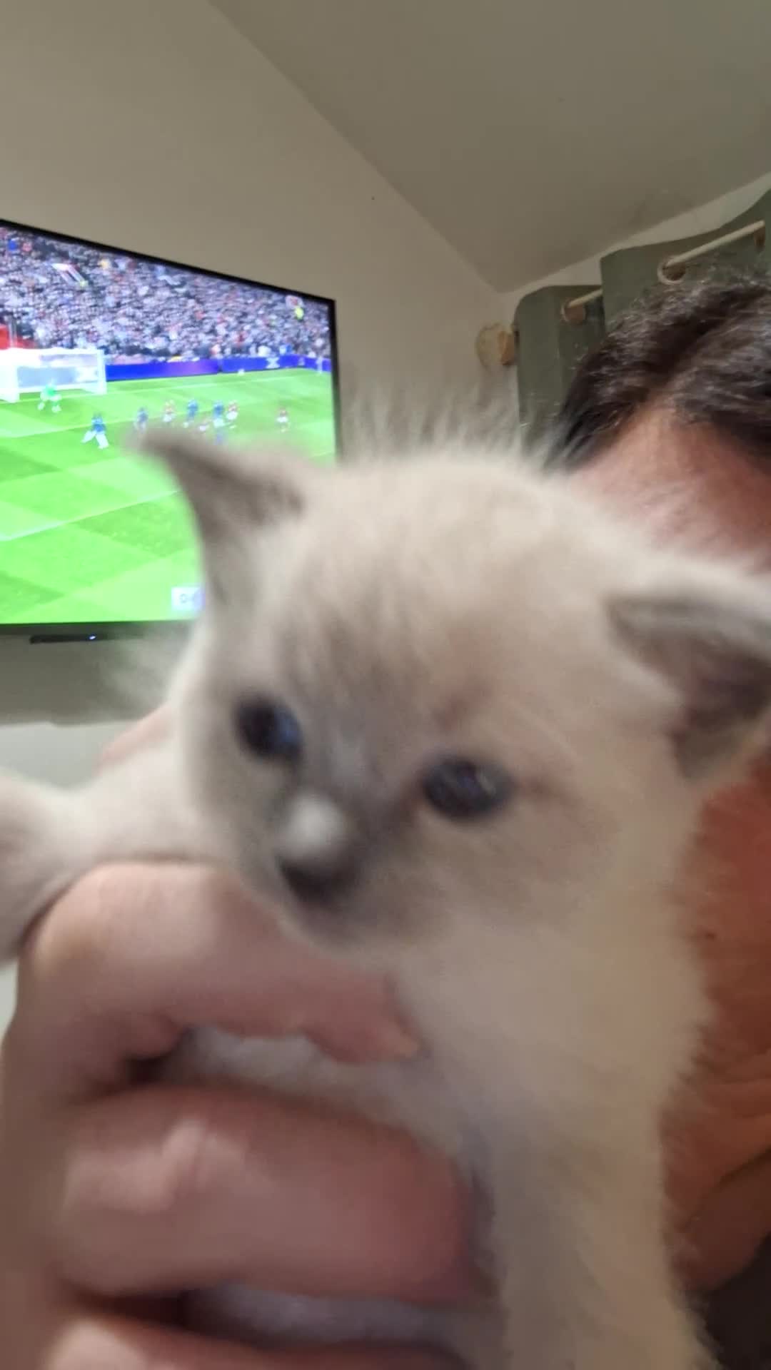 Ragamese cats for sale: 1 boy 1 girl ragamese kittens - Video 5