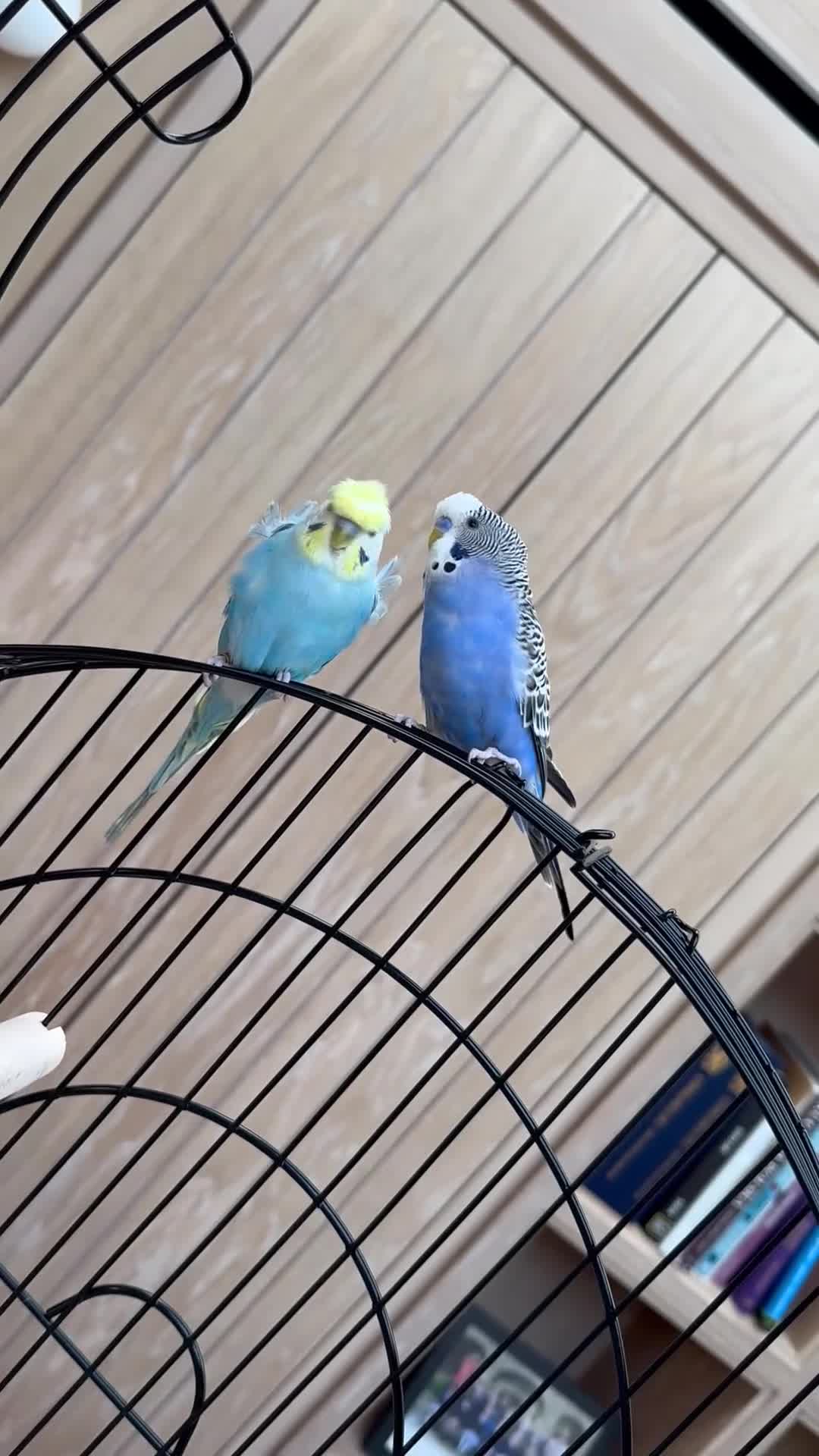 Budgerigars birds for sale: Blue & Coco – Beautiful Budgie Boys in London - Video 2