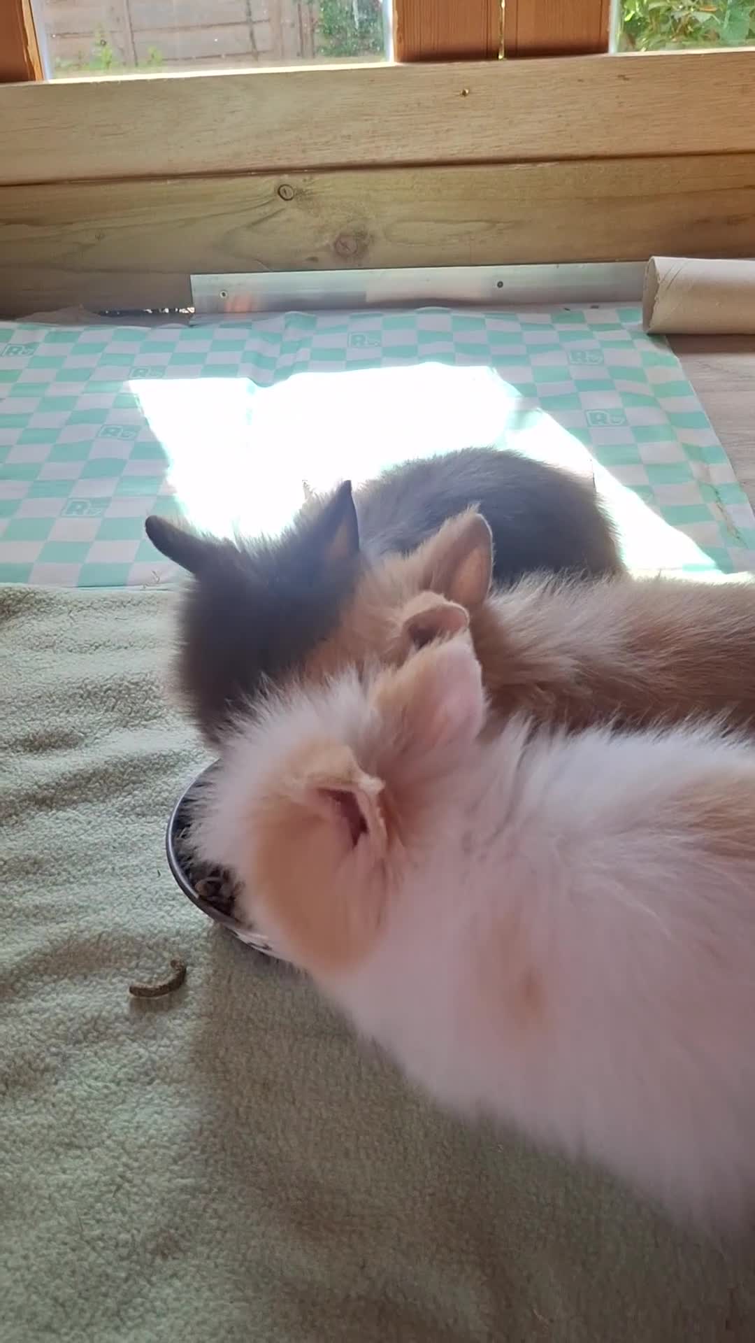 Lionhead rabbits for sale: Purebred Lionheads for sale - Video 4