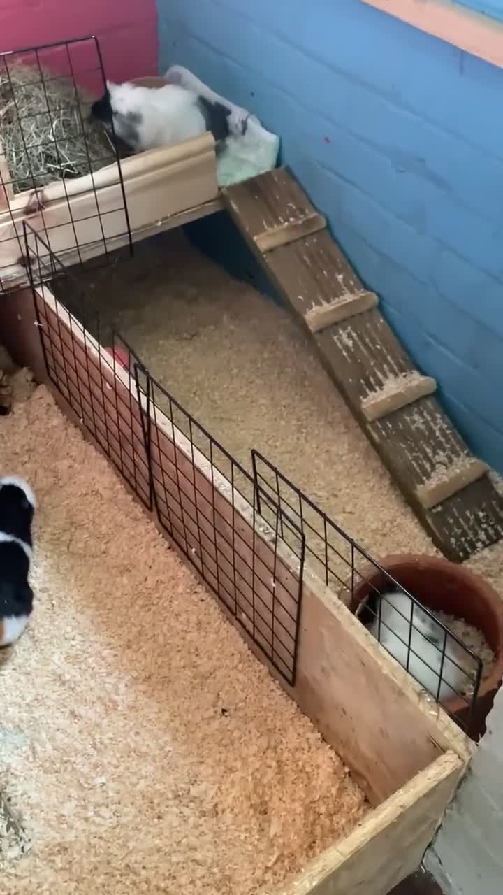 Guinea Pig rodents for sale: Male Guineapigs for sale  - Video 2
