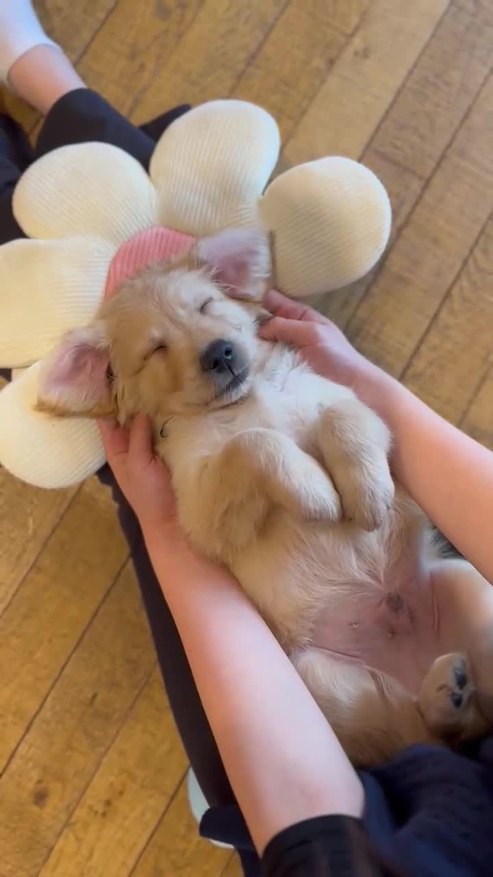 Golden Retriever dogs for sale: Beautiful Golden Retriever Puppies - Video 5