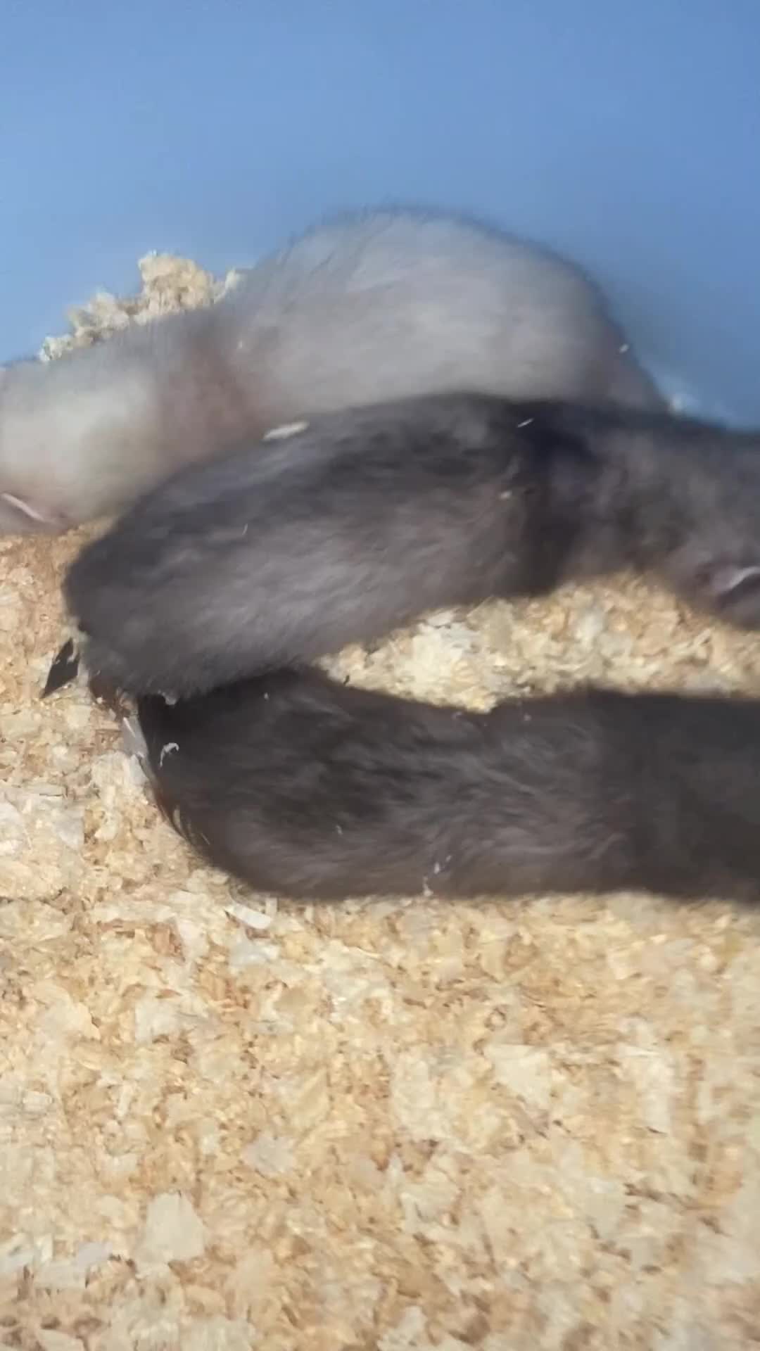Ferret rodents for sale: Ferret kits, WF3 postcode  - Video 1