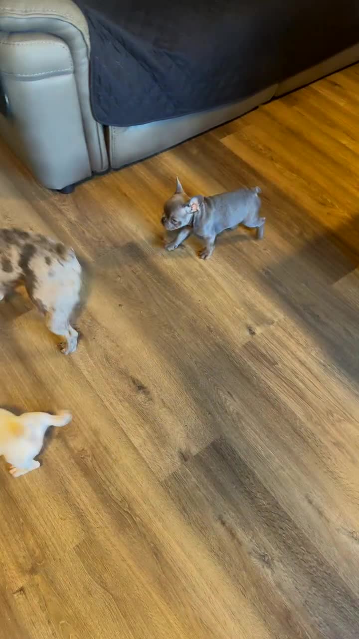 French Bulldog dogs for sale: Adorable French Bulldogs - Video 3