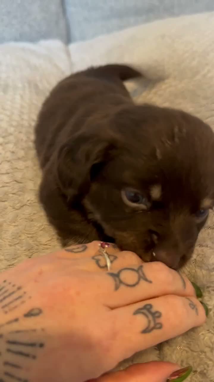 Mixed Breed dogs for sale: Pug/long haired mini dachshund  - Video 1