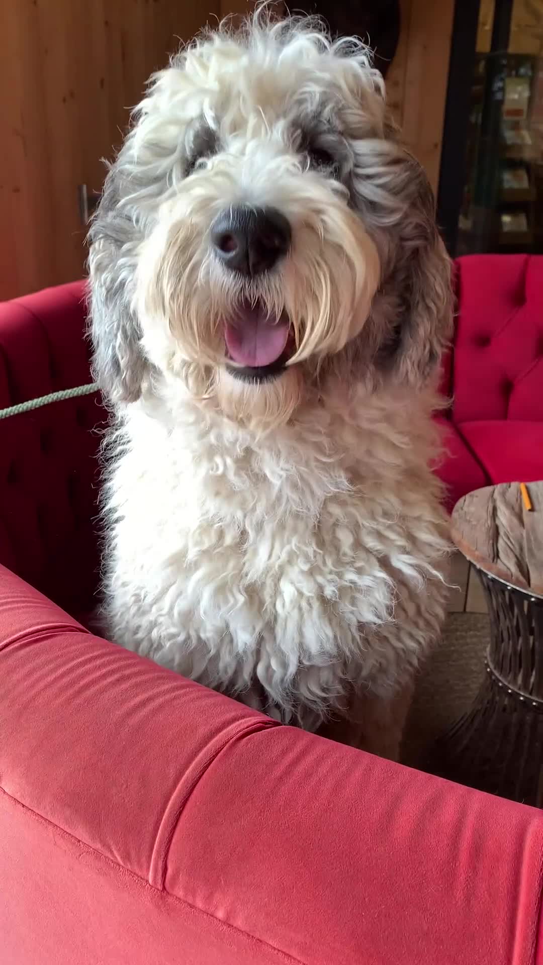 Sheepadoodle dogs for sale: Medium Size Sheepadoodle F1b.  - Video 2