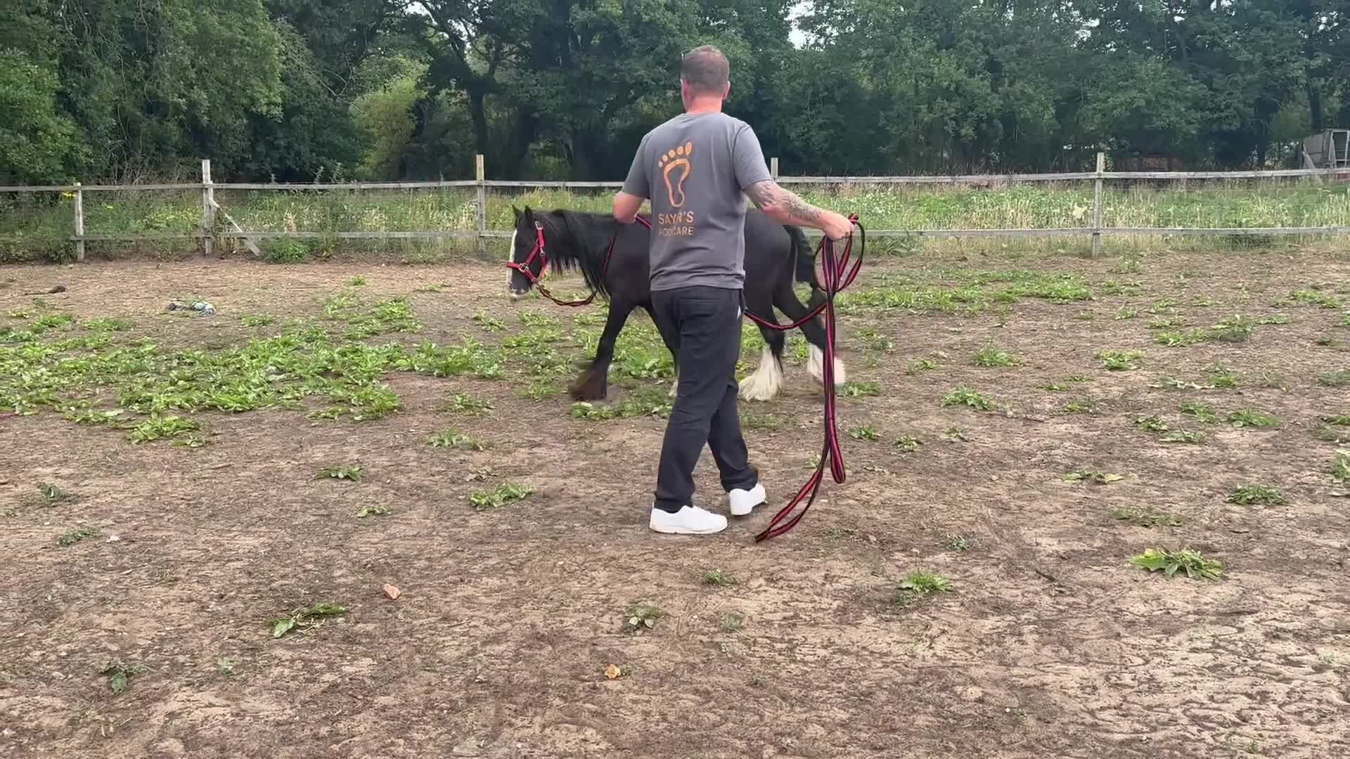 Irish Cob horses for sale: Rising 3 Cob Colt in King's Lynn - Video 1