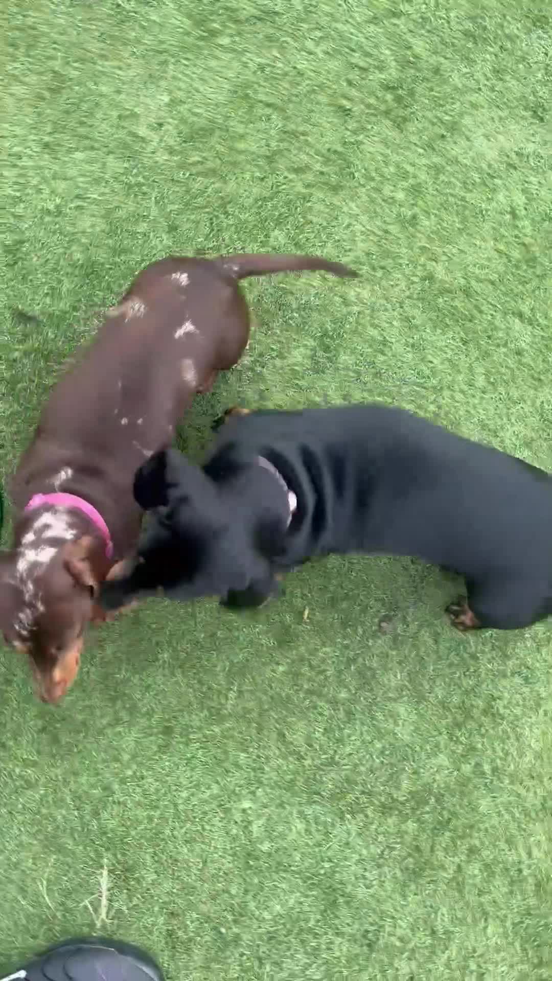 Miniature Dachshund dogs for sale: 2 girl miniature Dachshunds in Bridlington - Video 1