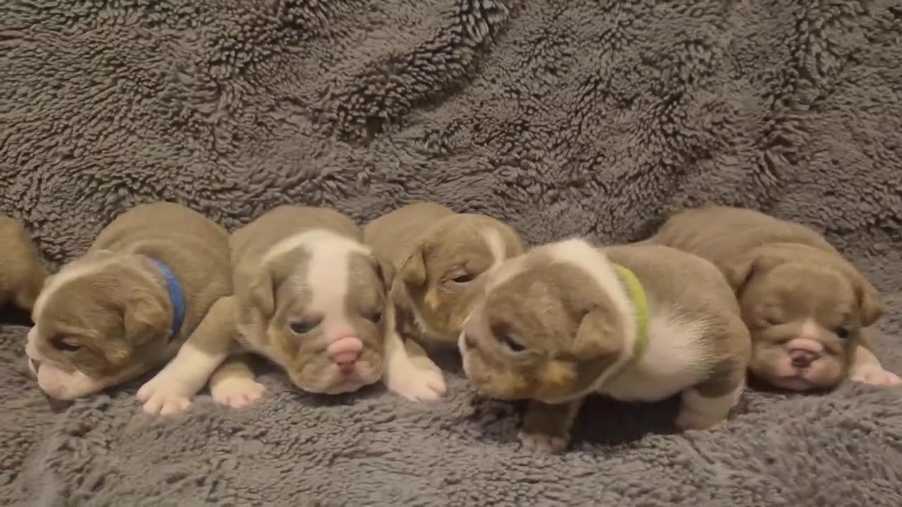 English Bulldog dogs for sale: ☆ showstopping stocky and Rare lilac tri pups ☆  - Video 2