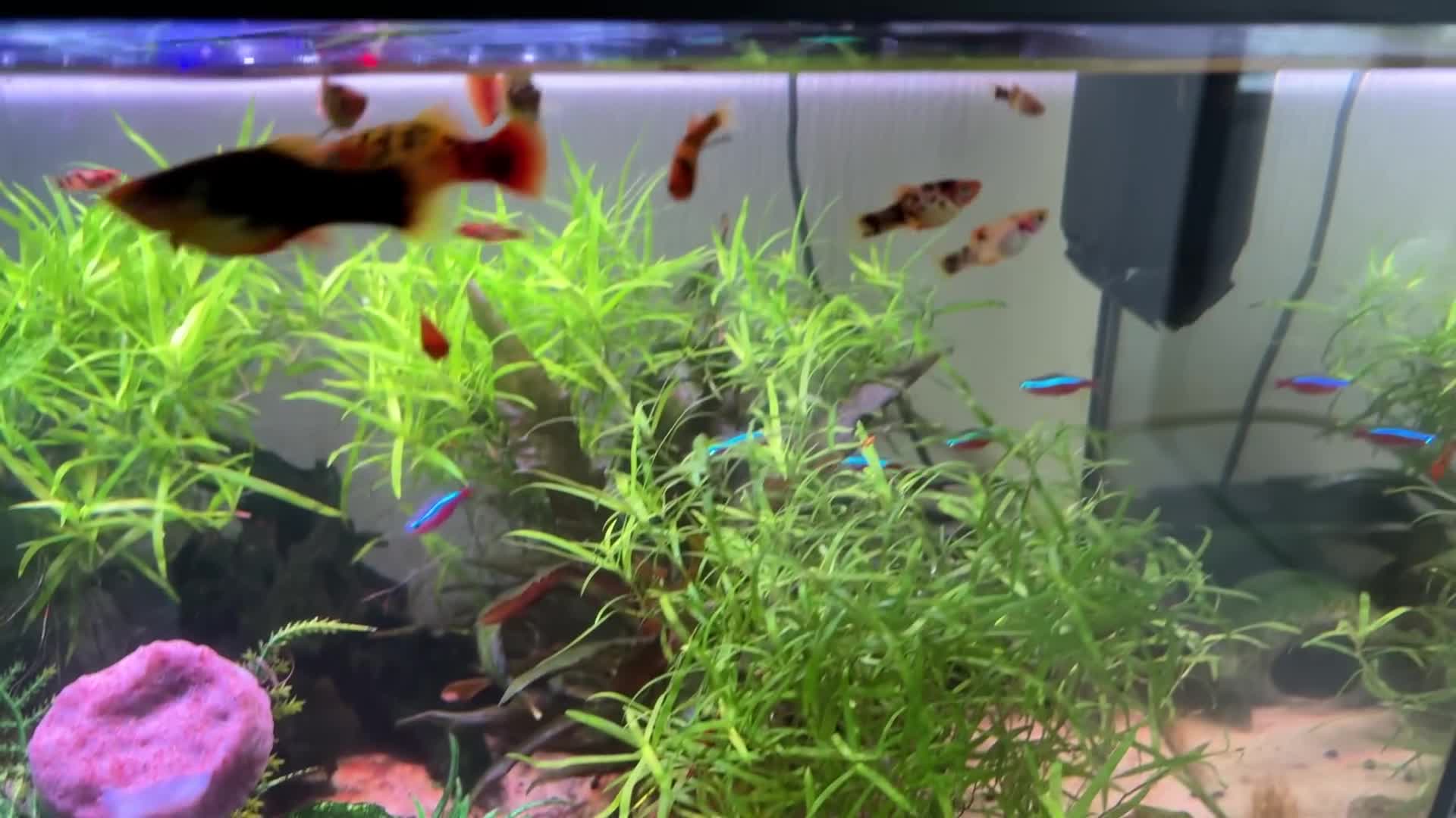 Platies fish for sale: Multiple litters of Platies for sale - Video 1