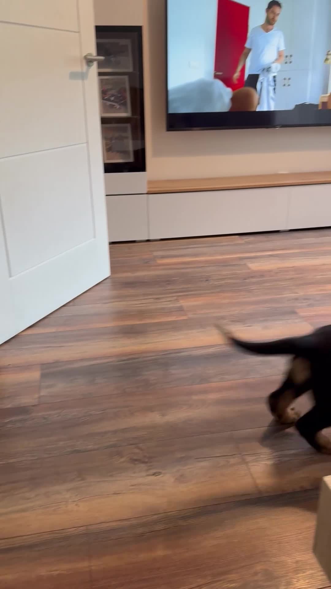 Rottweiler dogs for sale: Male Rottweiler puppy  - Video 2