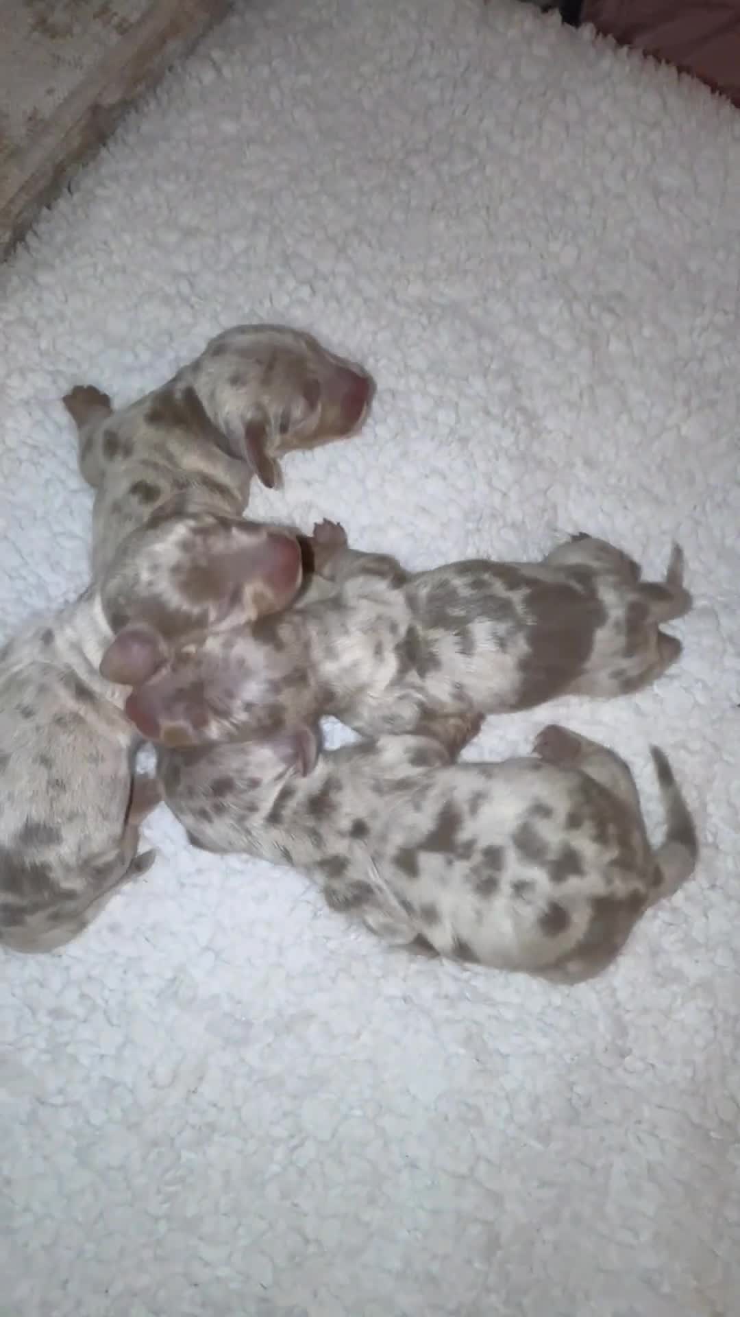 Miniature Dachshund dogs for sale: Isabella silver dapple miniature Daschound puppy’s - Video 1