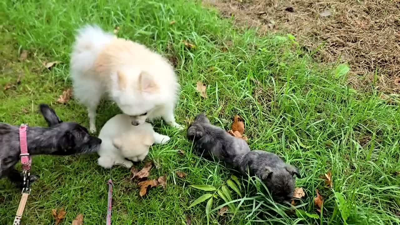 Pomchi dogs for sale: Little baby  - Video 2