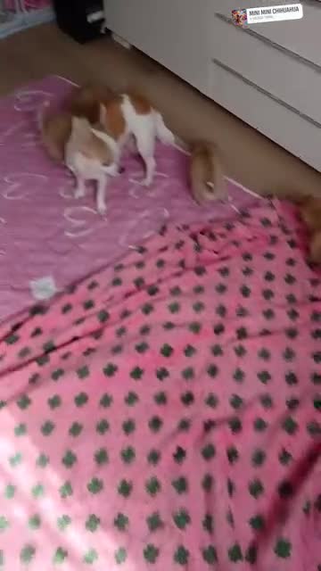 Chihuahua dogs for sale: three beautiful Chihuahua puppies  - Video 3