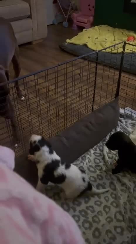 Mixed Breed dogs for sale: Whippet puppies  - Video 1