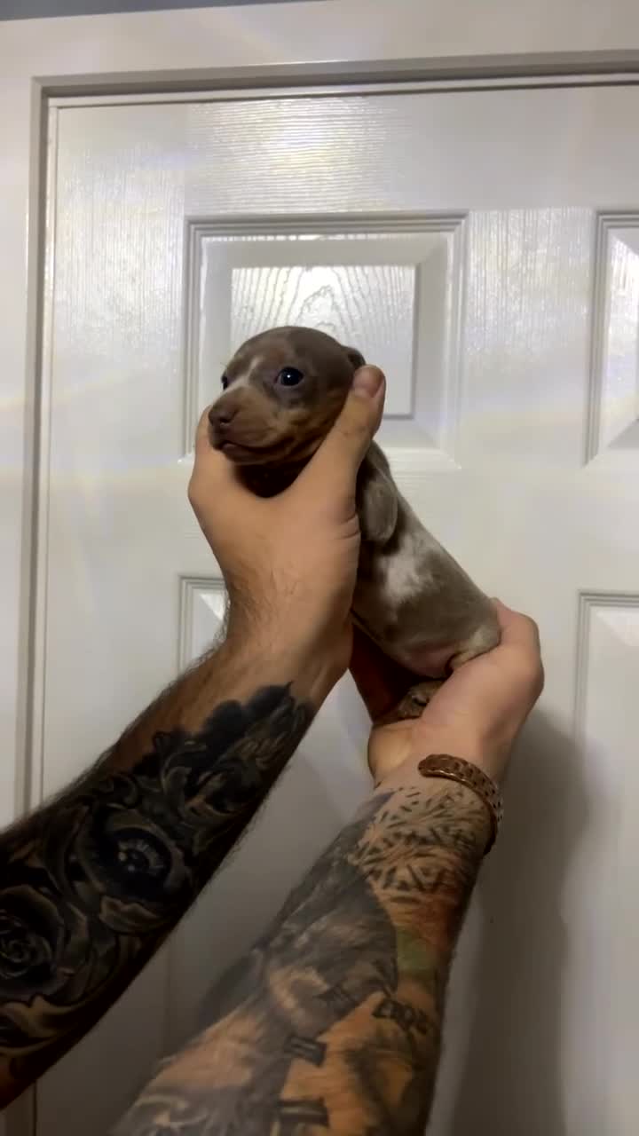 Miniature Dachshund dogs for sale: Isabelle tan dapple miniature dachshund KC reg - Video 4