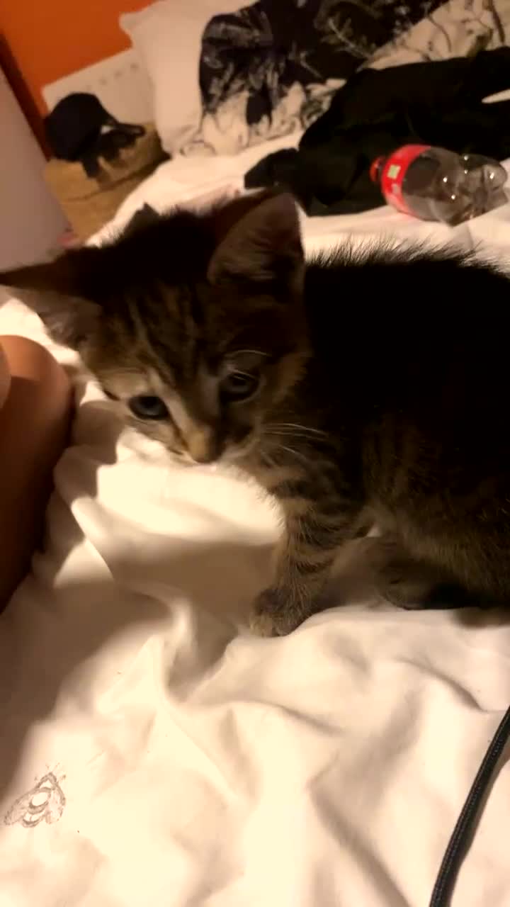 Bengal cats for sale: beautiful bengal kitten  - Video 1
