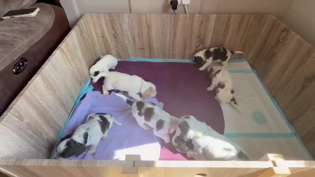 Cocker Spaniel dogs for sale: Gorgeous Cocker Spaniel Puppies - Video 2