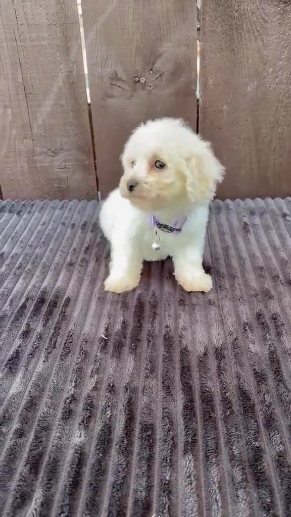 Miniature Poodle dogs for sale: Miniature poodles 2 boys 2 girls  - Video 1