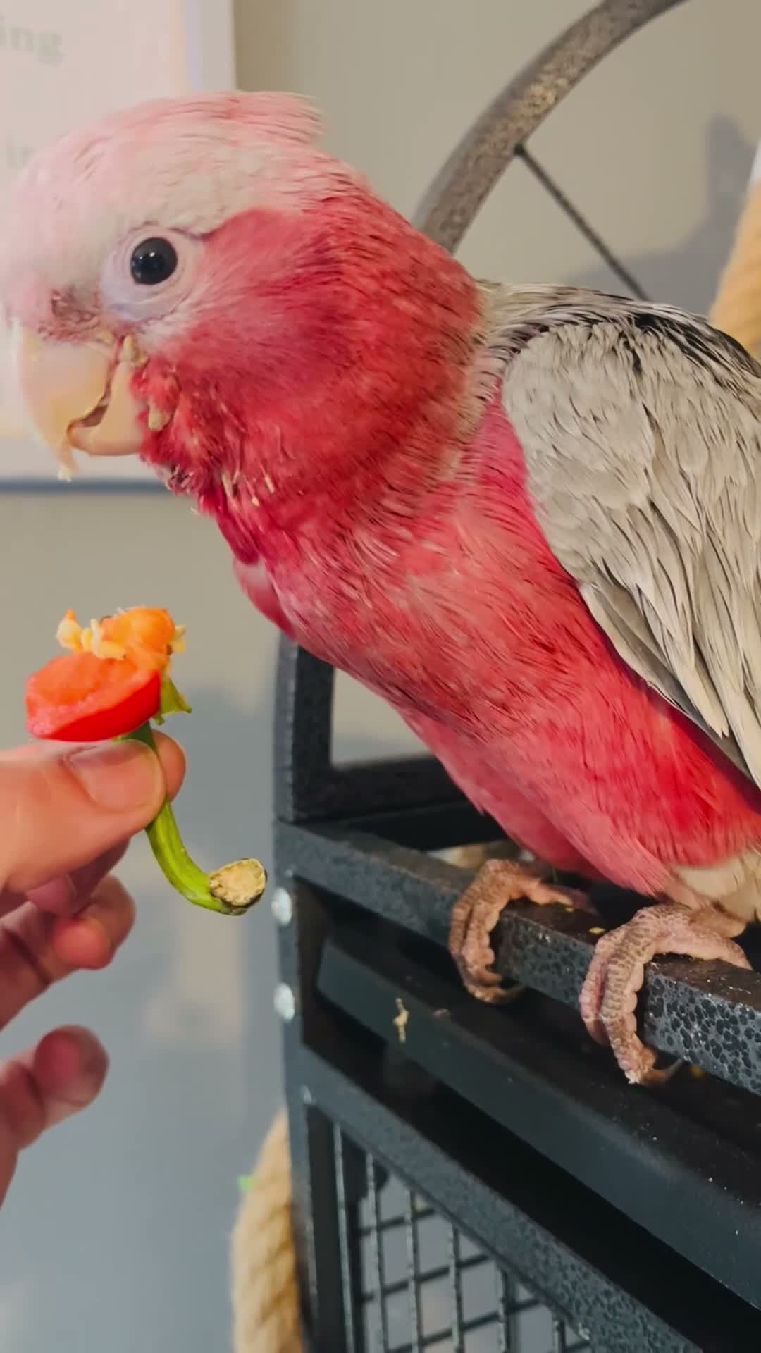 Cockatoo birds for sale: This is Elvis, extremely loving and a lot of fun in Colchester - Video 2