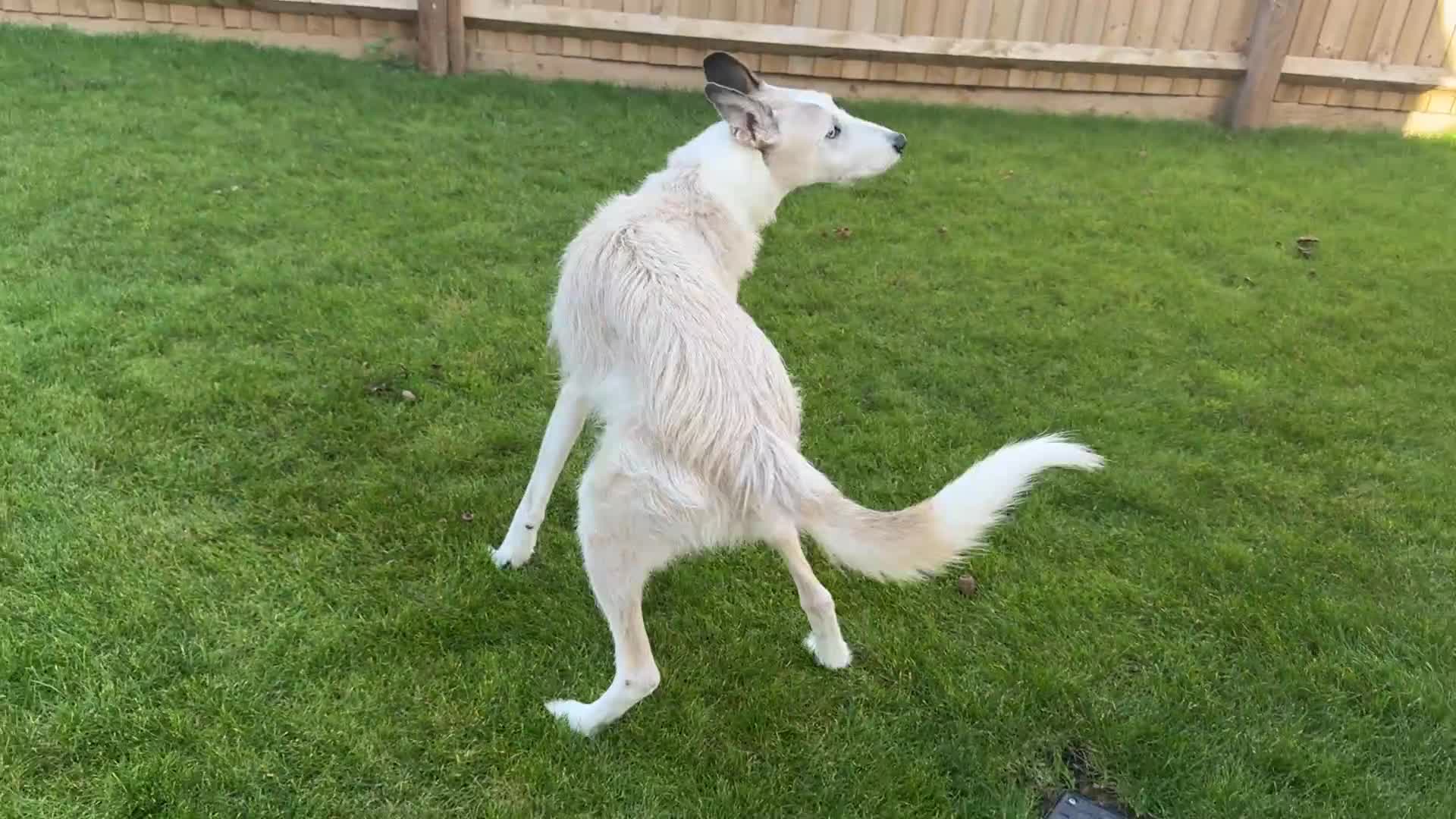 Lurcher dogs for sale: 7-8 year old Lurcher, My best friend.  - Video 2