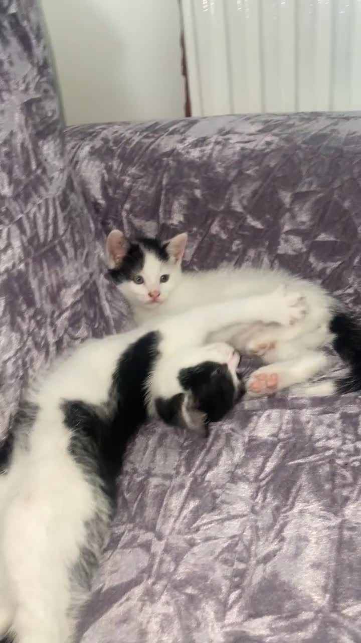Domestic Shorthair cats for sale: Lola - 8 Weeks Old – Ready Now - Video 1