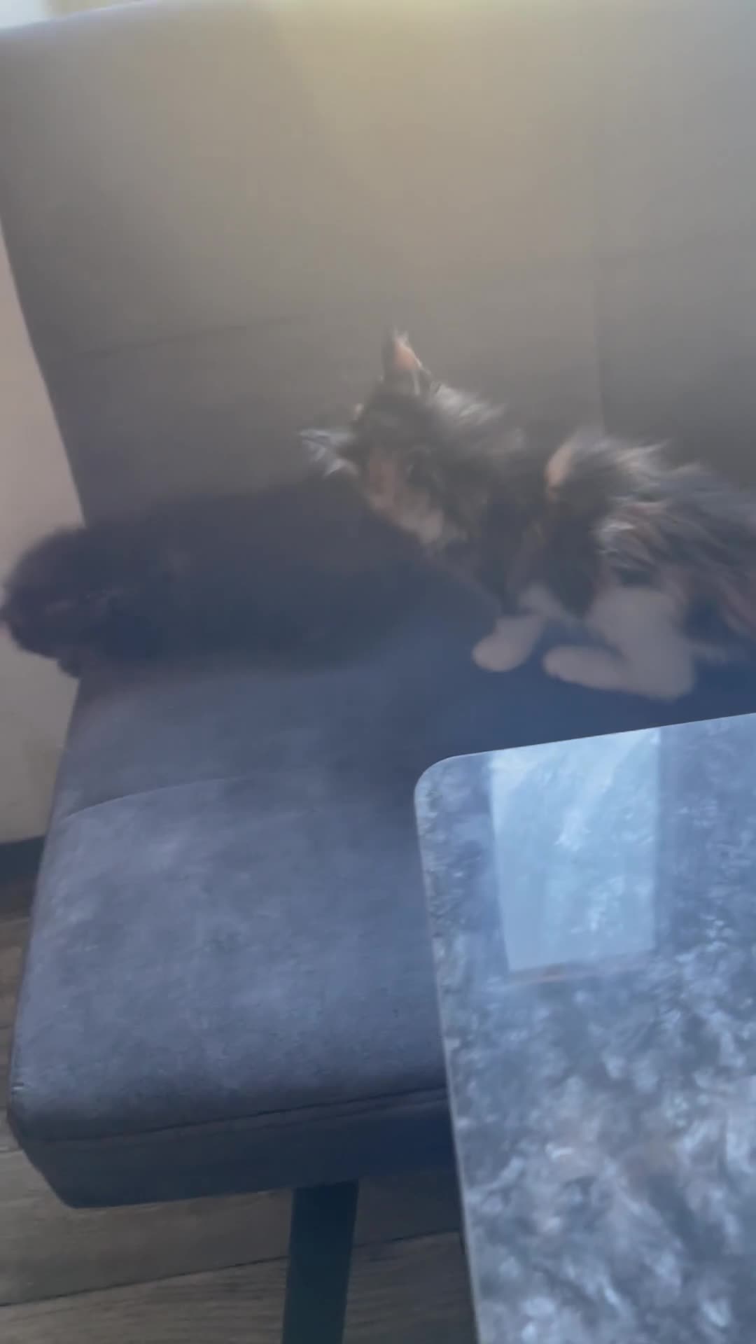 Maine Coon cats for sale: 3 Maine Coon for sale - Video 1