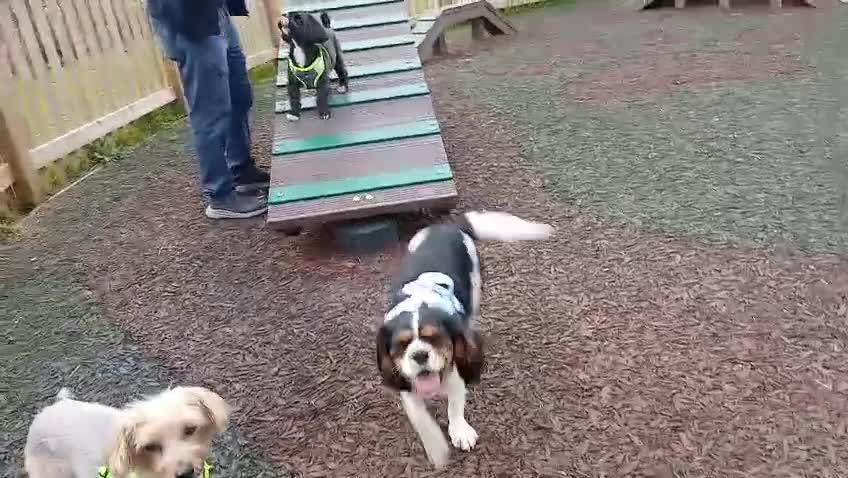 Mixed Breed dogs for sale: Handsome Male Cavalier King Charles Spaniel Cross in Bristol - Video 1