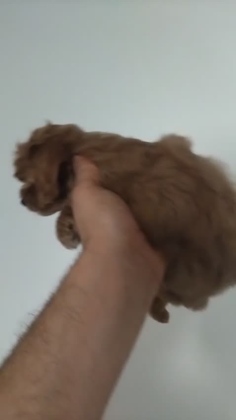 Maltipoo dogs for sale: Maltipoo Puppies – 3 Girls & 3 Boys - Video 5