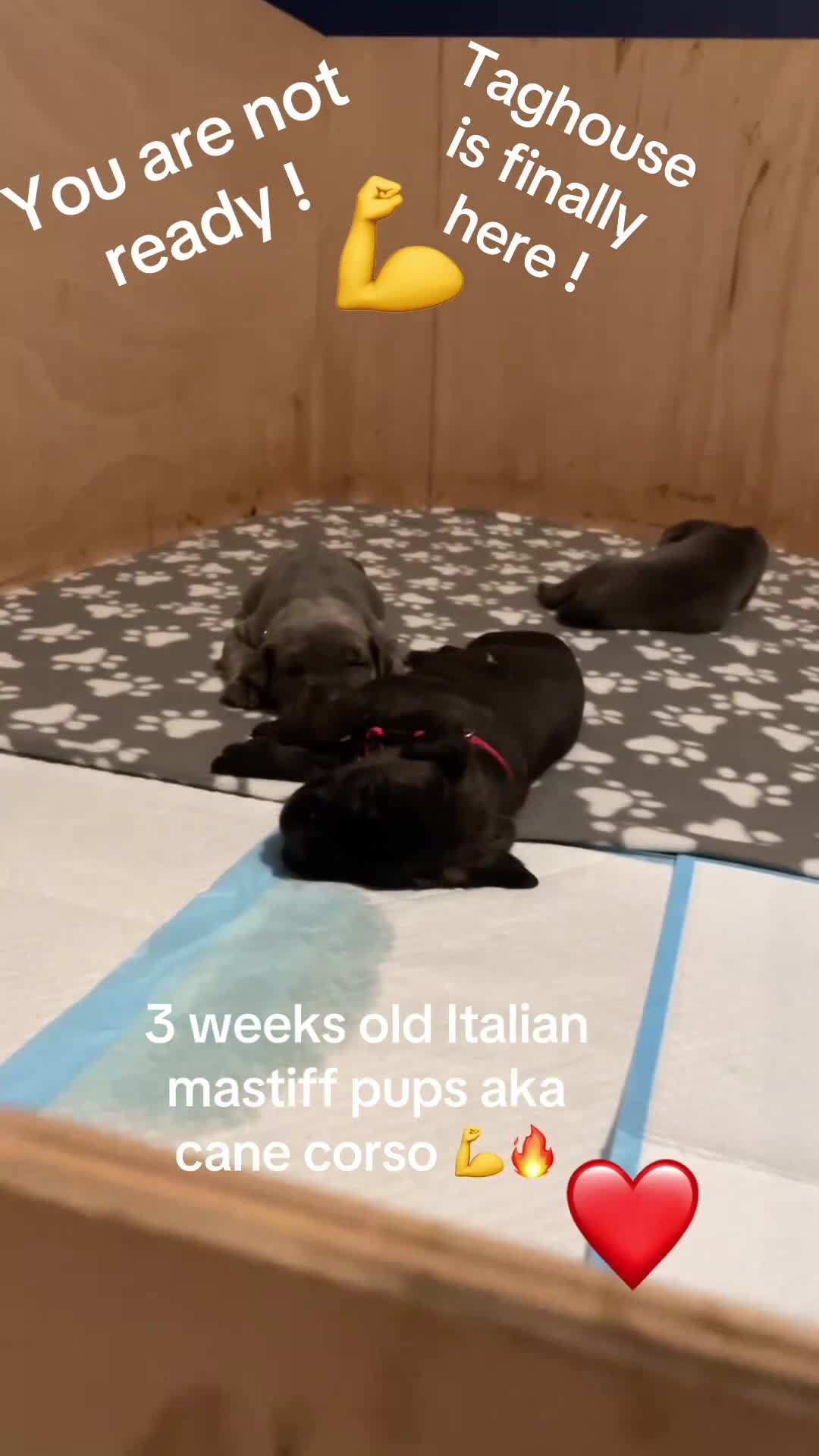 Cane Corso dogs for sale: Cane corso puppies in Evesham - Video 5