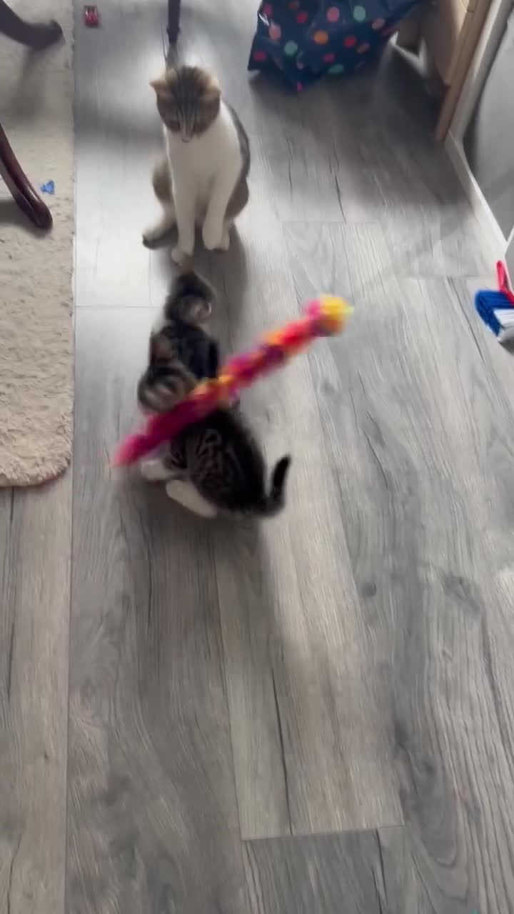 Mixed Breed cats for sale: 3 beautiful tabby kittens remaining 🥹 - Video 5