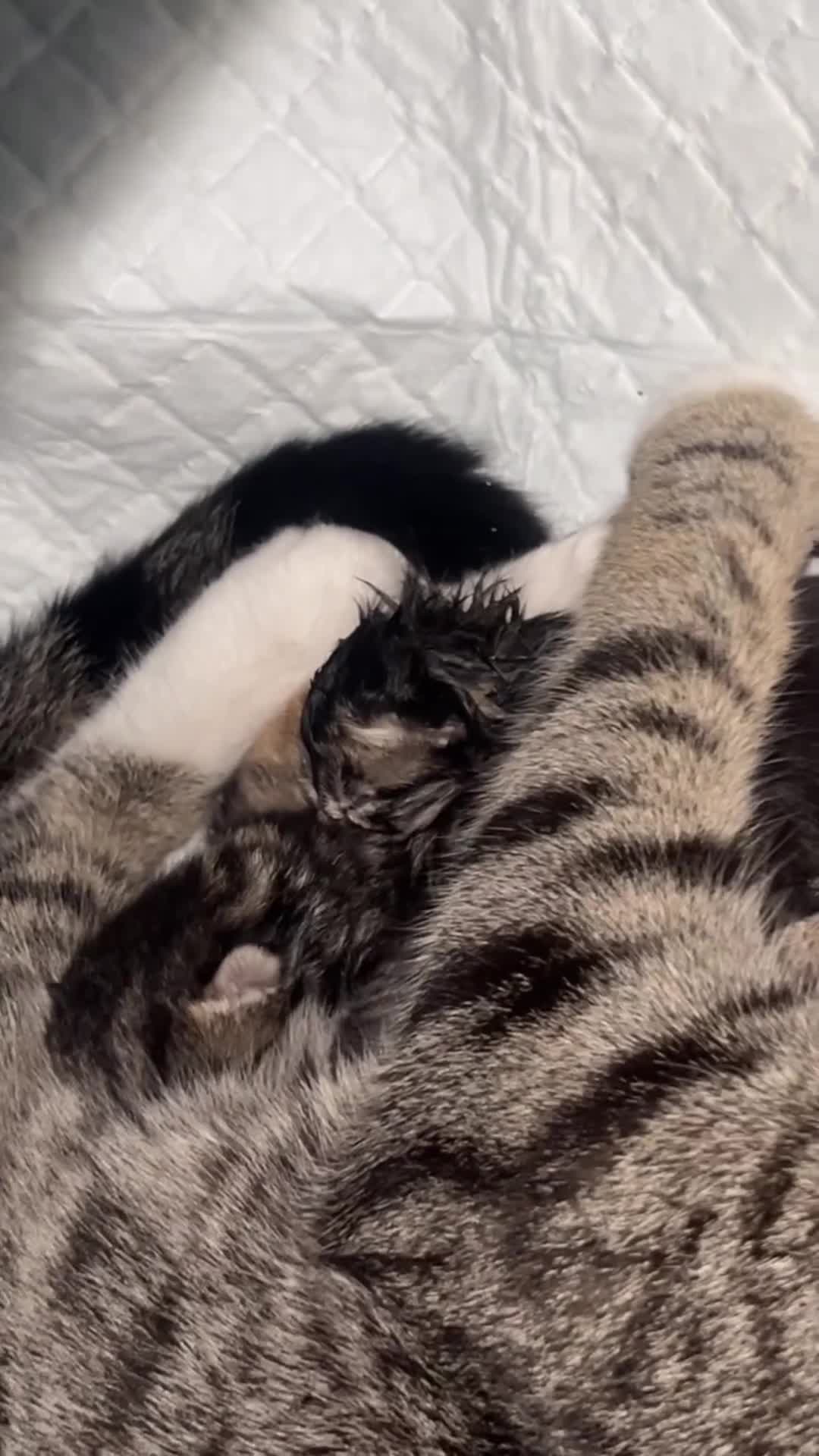 Bengal cats for sale: Bengal/Tabby - Video 4