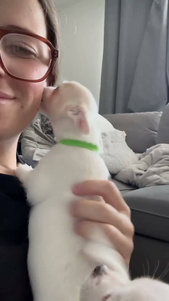 Jack Chi dogs for sale: Cream and white boy - Video 2