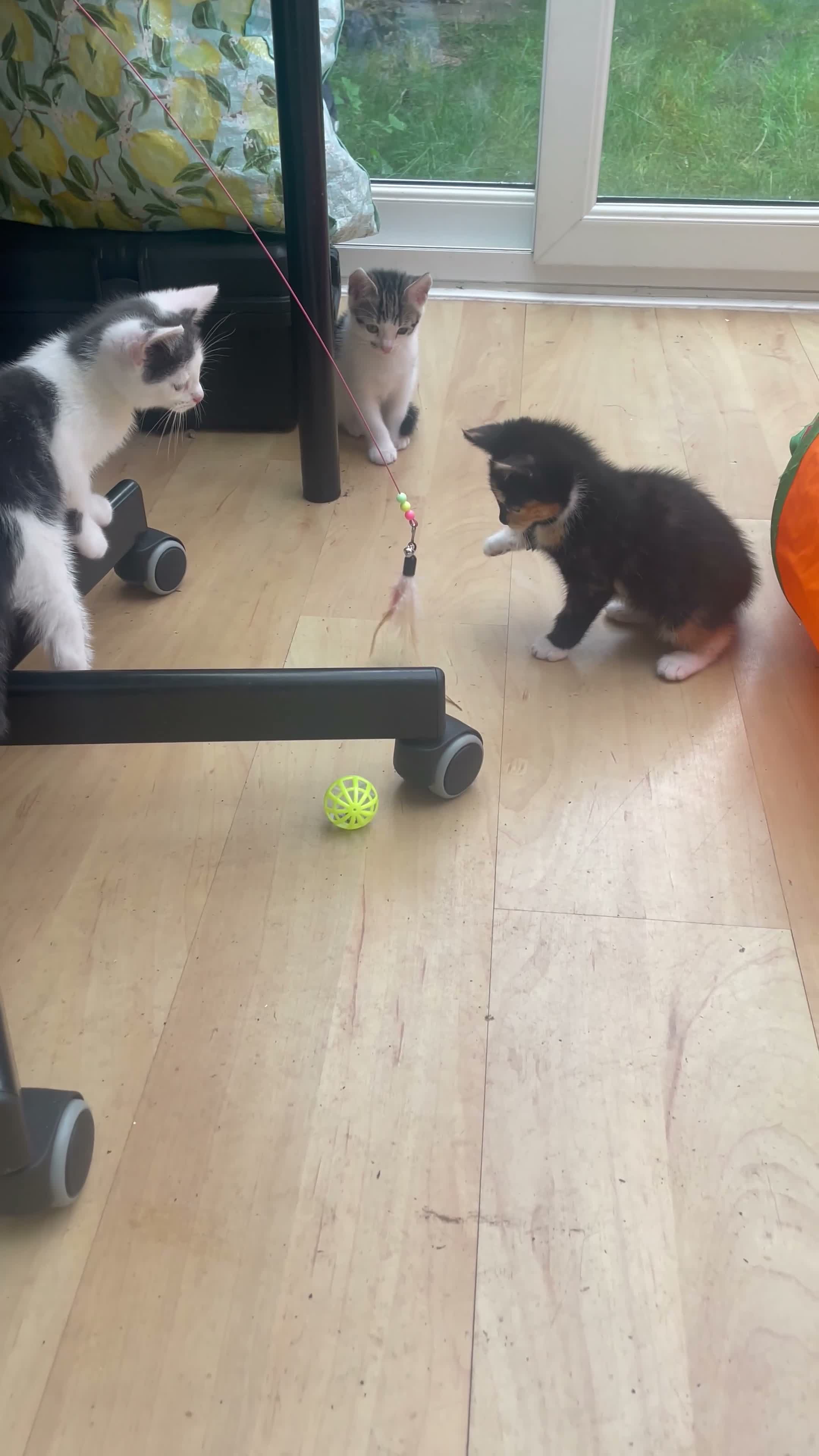Mixed Breed cats for sale: 5 Adorable Kittens – Playful & Cute  - Video 3