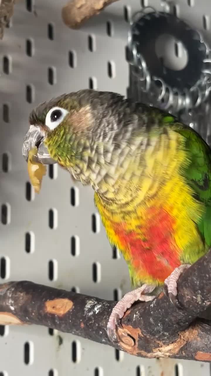Conures birds for sale: Green cheek conure for sale  - Video 4