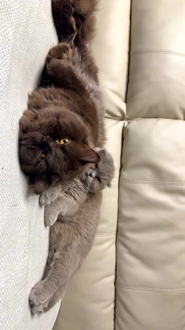 British Shorthair cats for sale: Male Brown and female lilac British short hair.  - Video 2