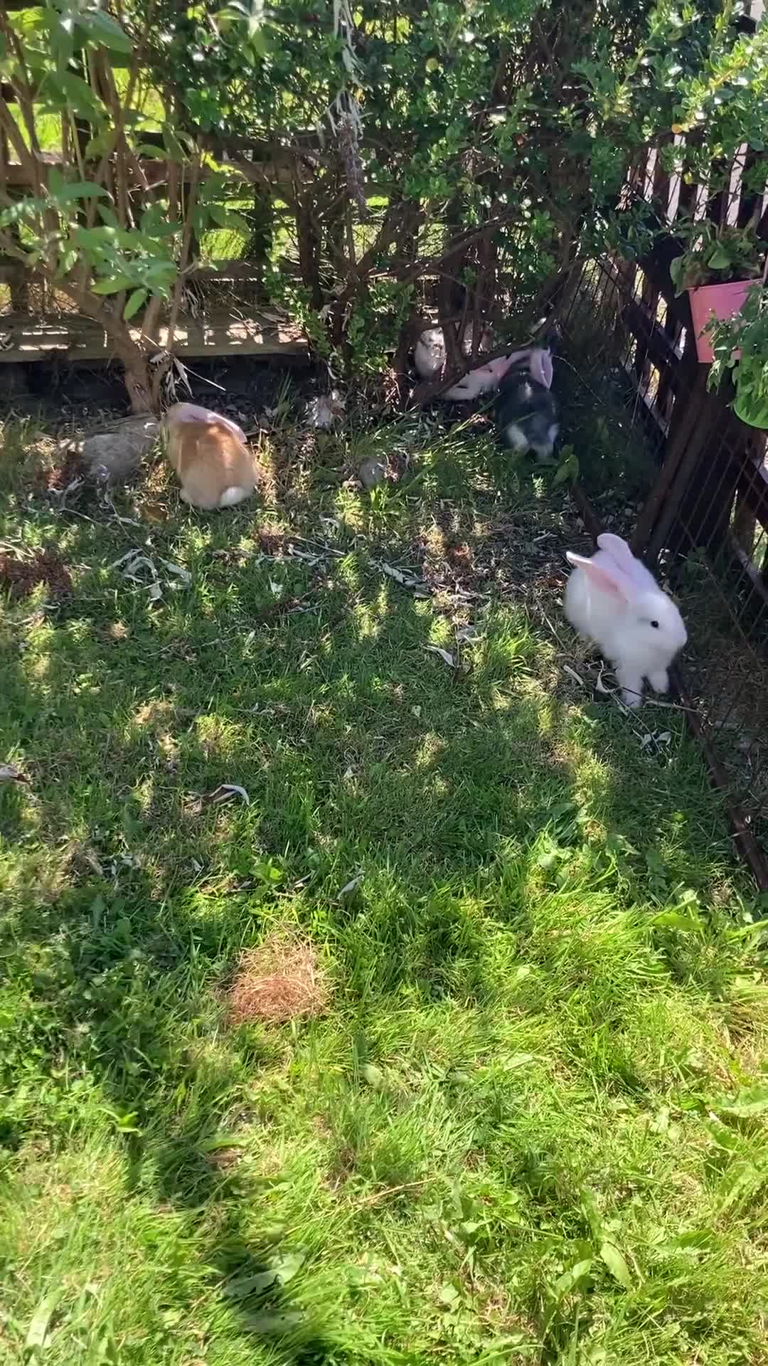 Continental Giant rabbits for sale: 6 weeks old Continental rabbits - Video 1