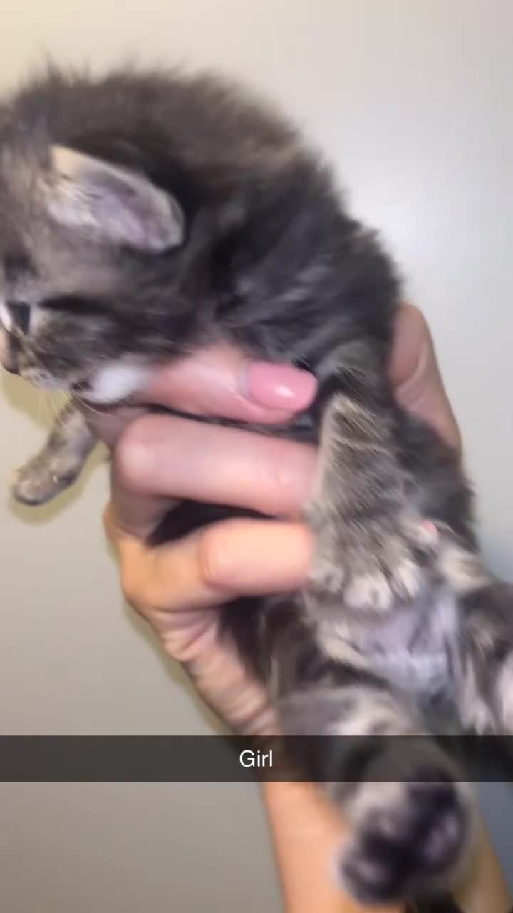 Domestic Shorthair cats for sale: Domestic short hair / long hair  - Video 3