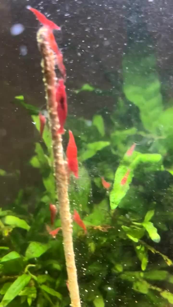 Shrimps fish for sale: Assorted shrimp skittle mix - Video 2