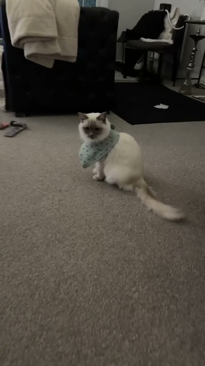 Ragdoll cats for sale: White ragdoll - Video 1