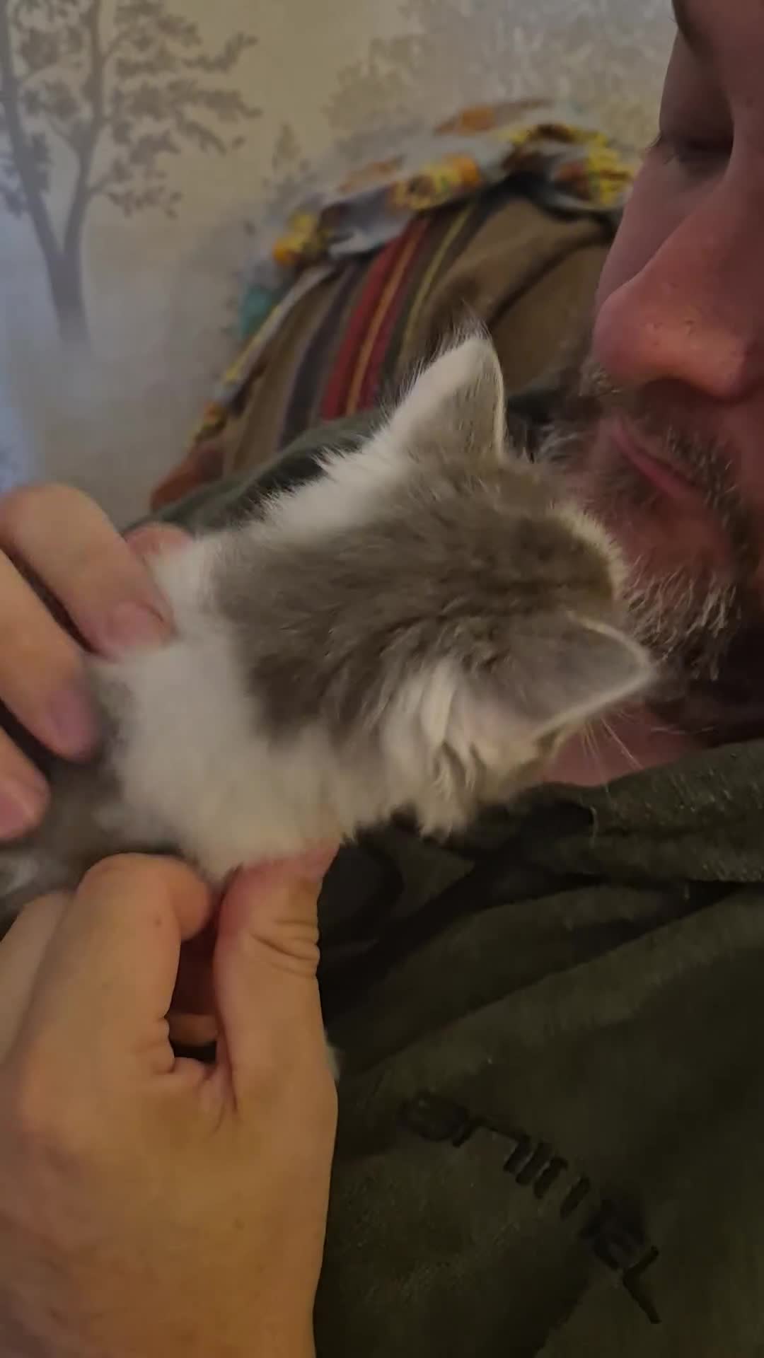 Mixed Breed cats for sale: Rare opportunity to have loving bottle fed Kittens in Melton Constable - Video 3