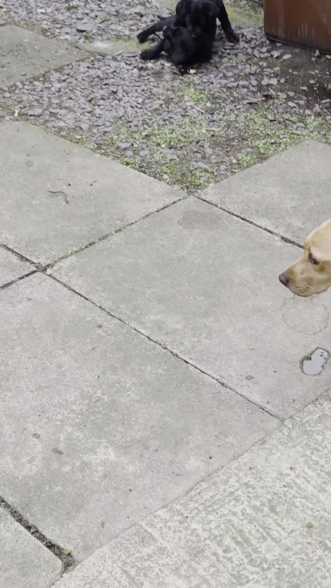 Sheprador dogs for sale: Sheprador puppies 2 boys left - Video 2