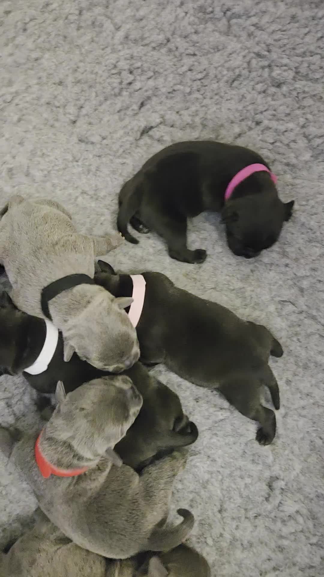 Staffordshire Bull Terrier dogs for sale: Beautiful Staffy Puppies (Blue and Black) - Video 2
