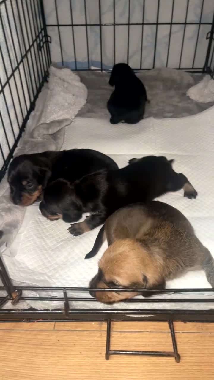 Mixed Breed dogs for sale: Dachshund pups  - Video 2