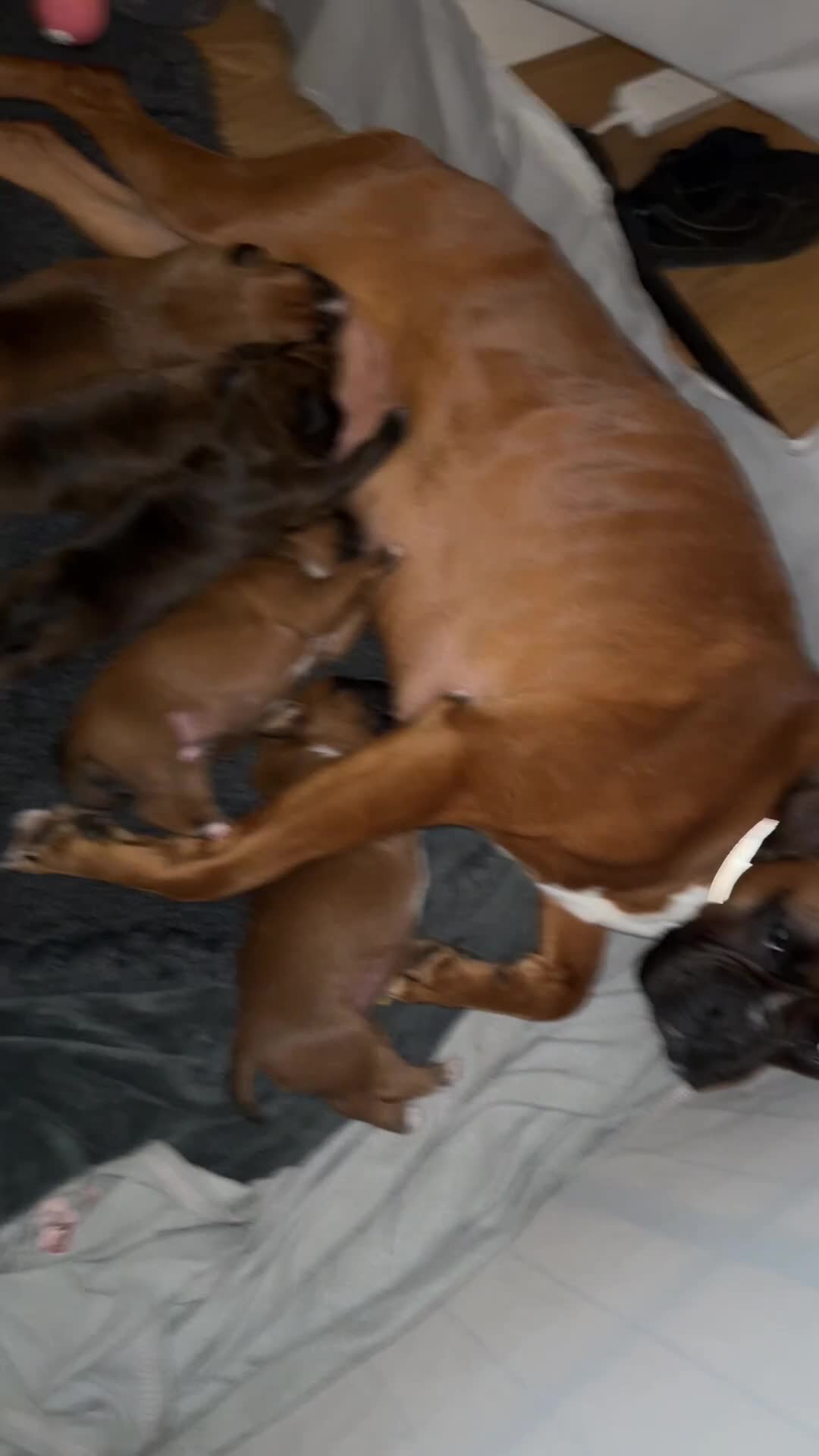 Boxer dogs for sale: 🐾 Exceptional KC Registered Boxer Puppies 🐾 - Video 1