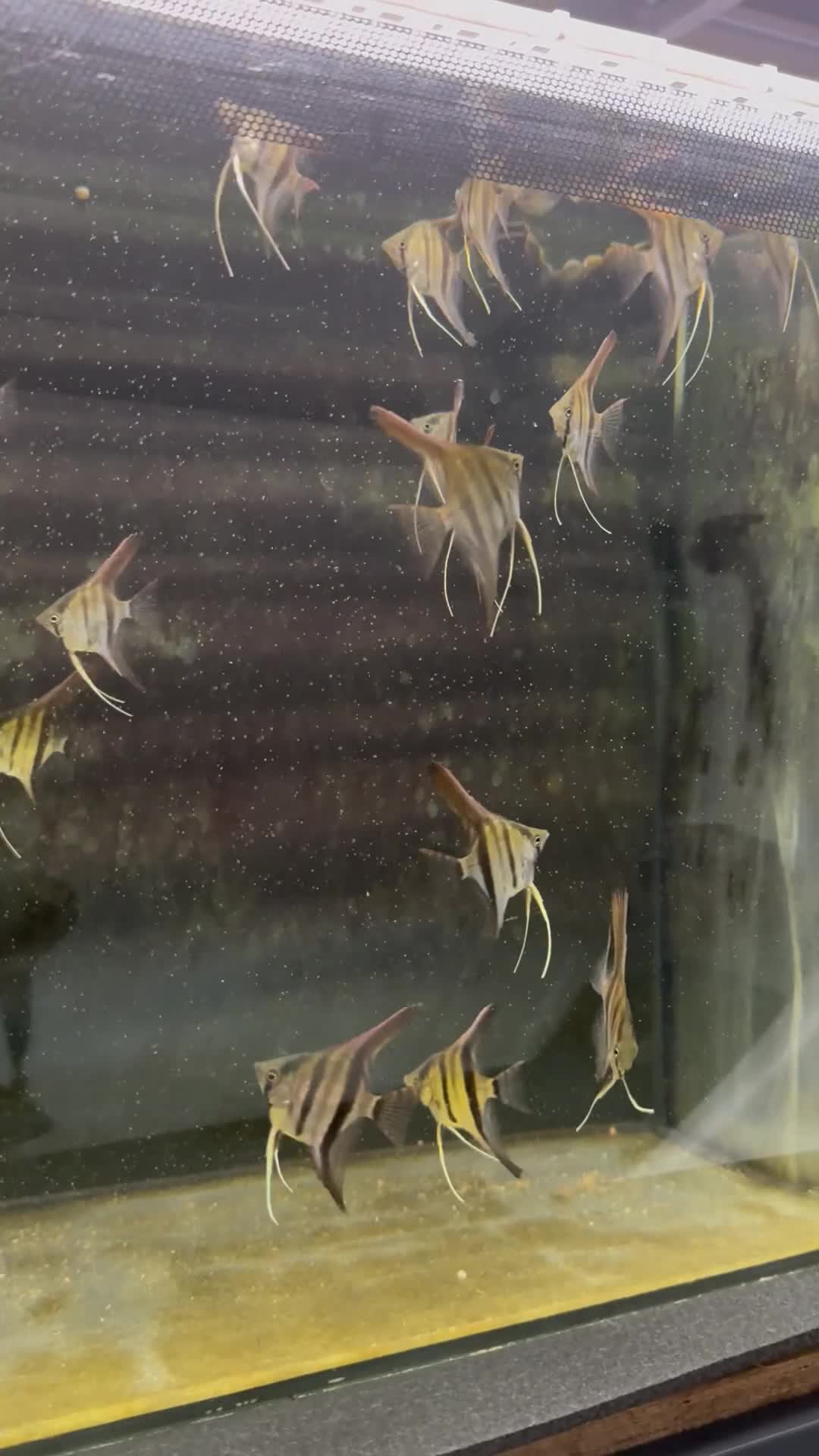 Angelfish fish for sale: 6-7cm Red Manacapuru  - Video 1