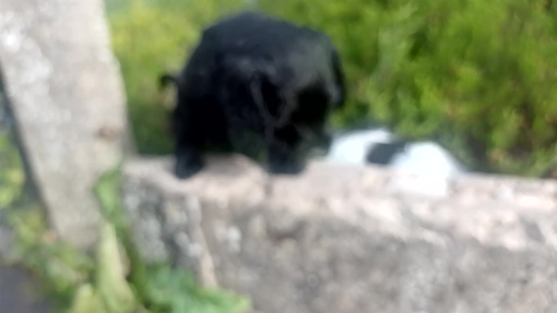 Cockapoo dogs for sale: Black and One black and white Cock a poo for Dale in Cardiff - Video 2