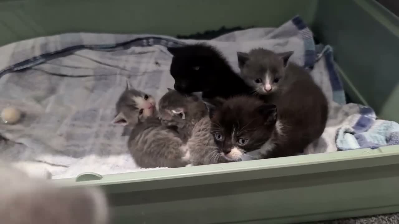 British Shorthair cats for sale: British short hair kittens  - Video 1