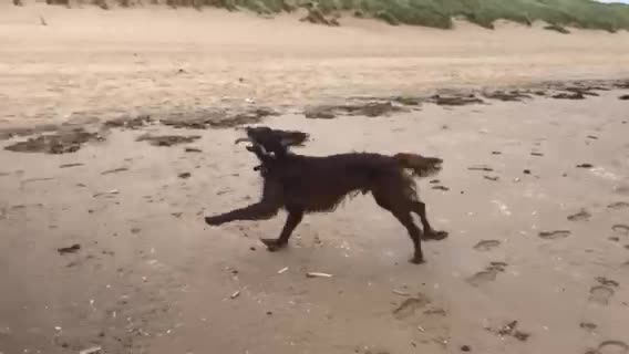 Irish Setter dogs for stud: Irish Setter For Stud. (Health Tested and Proven.) in Cannock - Video 4