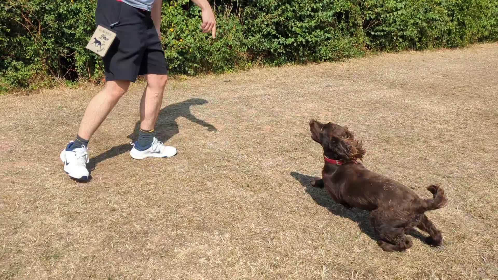Cockapoo dogs for sale: F1 Cockapoo Chocolate Puppies - Video 1