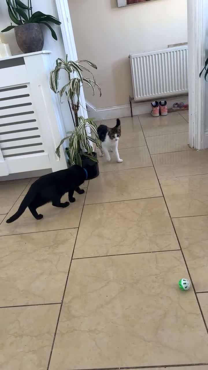 American Shorthair cats for sale: urgent selling of white kitten - Video 4